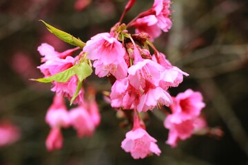 sweet pink sakura background