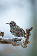 Fototapeta premium Ein Star im Schnee