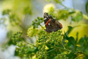 Red admiral butterfly (Vanessa Atalanta) with closed wings perched on hedge (hedera helix) in...
