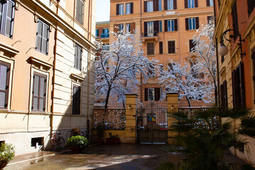 Fototapeta premium Trees after the snow