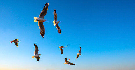 Seagull flying in clear sky at summer day. seagull flying among the clouds with sunlight.Minimal and Copy space.