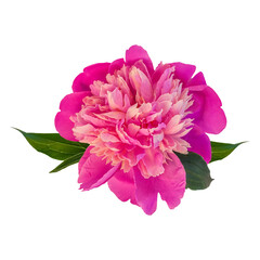Pink peony flower on transparent background. Beautiful blooming flower head for textile, website floral design. Rose colored Paeonia lactiflora plant with green leaves and colorful petals.