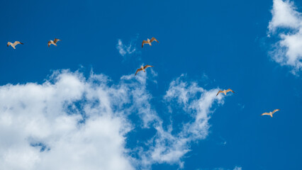 Seagulls flying in the portuguese sky, Algarve.