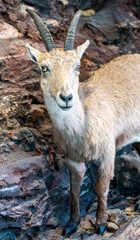 Trento, Italy - October 24th 2020: 
MUSE, Science Museum. 
Shooting a seal. A museum dedicated to nature, the mountains, technology and sustainability, housed within the architecture of Renzo Piano.