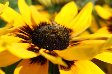A bee on a yellow flower.