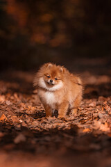 Pomeranian Spitz in yellow leaves in the park in autumn