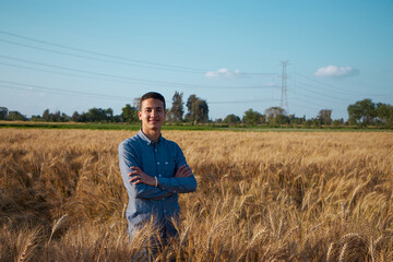 Man walking in wheat during sunset and touching harvest.