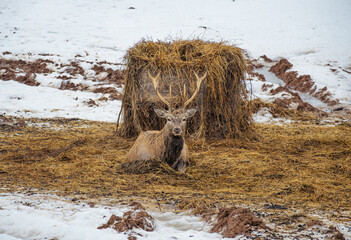 Beautiful adult male red deer, stag or hart, with big horn resting near a bale of hay in a field with snow, dry grass and moss in a cold winter day