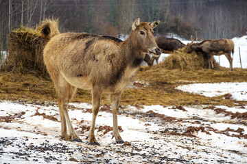 Beautiful young Pere David's deer  walking free near bales of hay and other deer in a field with snow, dry grass and moss in a cold winter day