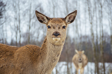 Beautiful portrait of female adult red deer or hind walking in a field with snow, dry grass and moss in a cold winter day, close up