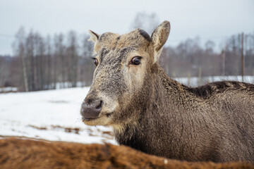 Beautiful portrait of a young Pere David's deer walking free in a field with snow, dry grass and moss in a cold winter day, close up