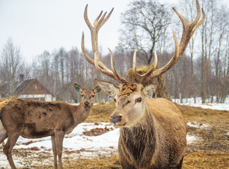 Beautiful couple of female and male adult red deer, stag or hart, with big horn walking free in a field with snow, dry grass and moss in a cold winter day
