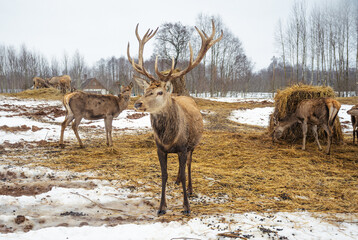 Naklejka na ściany i meble Beautiful group of deer with a male adult red deer, stag or hart, with big horn near a bale of hay in a field with snow, dry grass and moss in a cold winter day