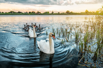 Cute swan family on the evening lake