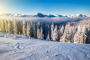 Majestic white spruces glowing by sunlight. Picturesque and gorgeous wintry scene. Location place...