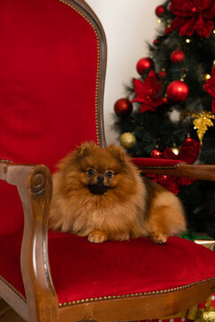 Pomeranian Spitz Dog Infront Of Chrismas Tree