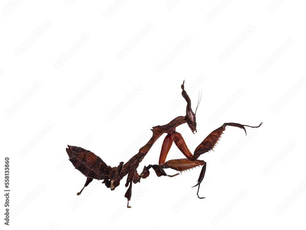 Poster side view of ghost mantis aka phyllocrania paradoxa nymph. standing side ways with one paw in kung f