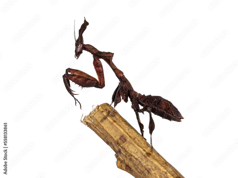 Poster side view of ghost mantis aka phyllocrania paradoxa nymph. standing side ways in praying position on