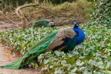 peacocks in the park