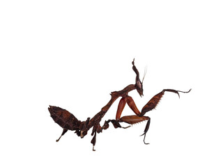 Side view of Ghost Mantis aka Phyllocrania paradoxa nymph. Standing side ways with one paw in kung fu position. Isolated cutout on transparent background.