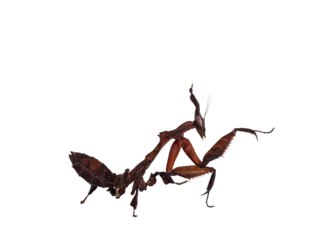 Side view of Ghost Mantis aka Phyllocrania paradoxa nymph. Standing side ways with one paw in kung fu position. Isolated cutout on transparent background.