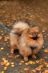 Fototapeta premium Pomeranian spiz dog portrait. Fall season