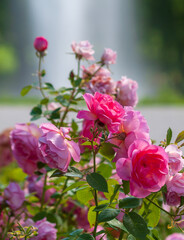 Pink roses at summer day.