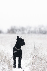 Portrait of a big black dog giant schnauzer breed in a field in winter.