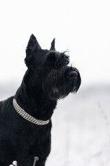 Portrait of a big black dog giant schnauzer breed in a field in winter.