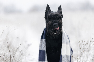 Portrait of a big black dog giant schnauzer breed in a field in winter.