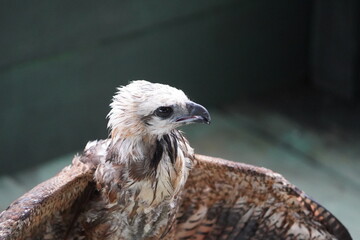 The Black-collared Hawk (Busarellus nigricollis)  perceived an angler's artificial bait fish as real. Unfortunately, when trying to catch him, he injured himself with the fishing hook. Amazon, Brazil.