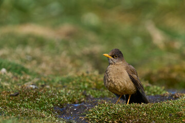 Falkland Thrush (Turdud falcklandii falcklandii) bathing in a small stream on Carcass Island in the Falkland Islands