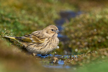 Female Black-throated Finch (Melanodera melanodera melanodera) bathiung in a small stream on...