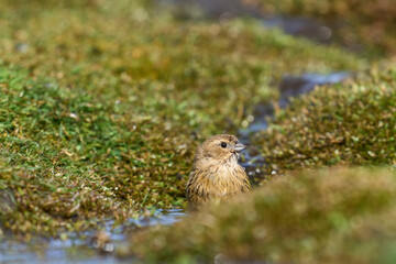 Female Black-throated Finch (Melanodera melanodera melanodera) bathiung in a small stream on Carcass Island in the Falkland Islands.