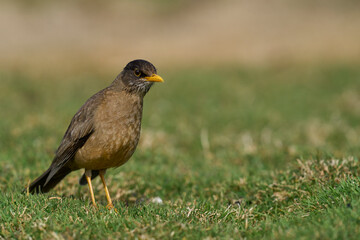 Falkland Thrush (Turdud falcklandii falcklandii) bathing in a small stream on Carcass Island in the Falkland Islands