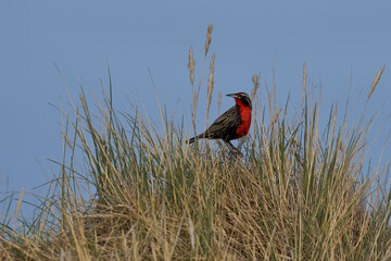 Long-tailed Meadowlark (Sturnella loyca falklandica) perched amongst tussock grass on Carcass Island in the Falkland Islands