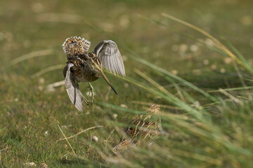 Magellanic Snipe (Gallinago paraguaiae magellanica) interacting during the spring breeding season on Carcass Island in the Falkland Islands