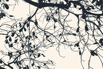 Obraz premium Oak tree and branches silhouette. detailed vector illustration