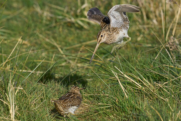 Magellanic Snipe (Gallinago paraguaiae magellanica) interacting during the spring breeding season on Carcass Island in the Falkland Islands