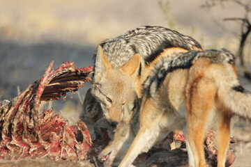 Black backed jackals at a lion kill in the Kalahari