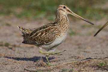 Magellanic Snipe (Gallinago paraguaiae magellanica) interacting during the spring breeding season...