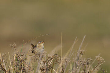 Grass Wren (Cistothorus platensis falklandicus) calling on the coast of Sea Lion Island in the Falkland Islands