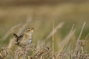 Grass Wren (Cistothorus platensis falklandicus) calling on the coast of Sea Lion Island in the...