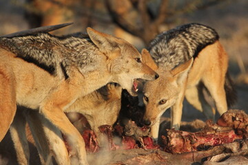 Black backed jackals at a lion kill in the Kalahari