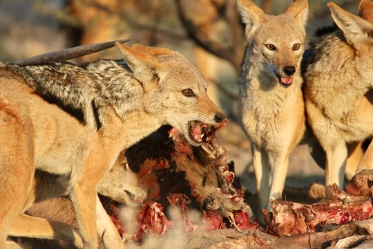 Black backed jackals at a lion kill in the Kalahari