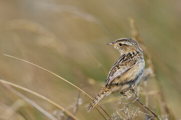 Grass Wren (Cistothorus platensis falklandicus) perched on a grass stem on the coast of Sea Lion Island in the Falkland Islands