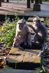 The monkey forest in Ubud and his monkeys