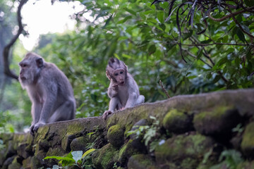 Naklejka na ściany i meble The monkey forest in Ubud and his monkeys