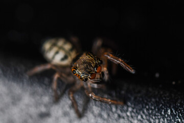 깡충거미의 새끼, spiderling, jumping spider	