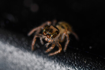 깡충거미의 새끼, spiderling, jumping spider	